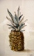 07 Pineapple by June Cutler